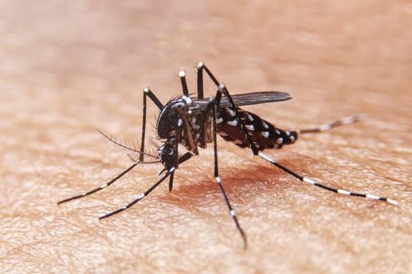 Dengue: Instan a mantener entorno domiciliario y laboral limpios | Lambaré Informativo