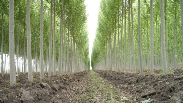 Preparan seminario sobre potencial de la producción forestal para el Chaco Central