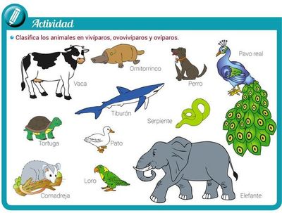 Animales ovíparos, vivíparos y ovovivíparos: cuáles son y qué diferencias tienen - Escolar - ABC Color