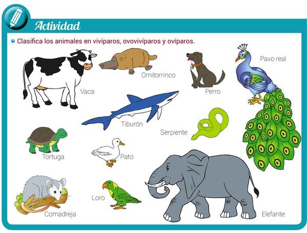 Animales ovíparos, vivíparos y ovovivíparos: cuáles son y qué diferencias tienen - Escolar - ABC Color