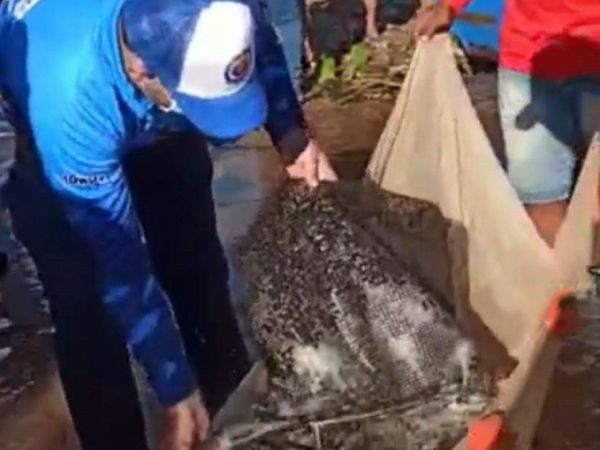 Cultivan 10 mil alevines en el río Paraguay en Concepción