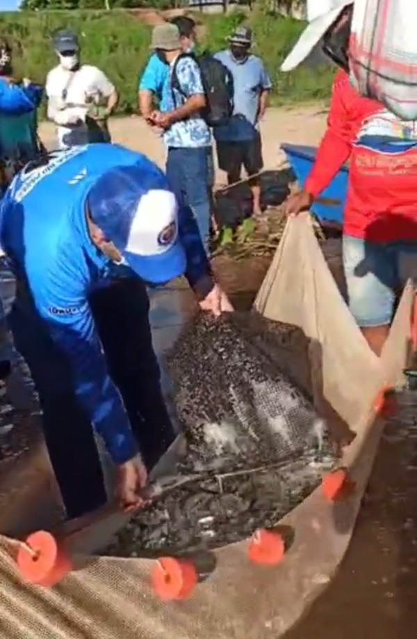 En Concepción cultivan 10 mil alevines en el Río Paraguay
