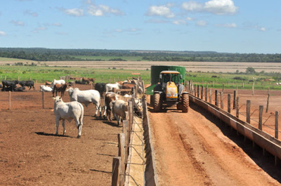Máximo en más de 6 años para el novillo Mercosur