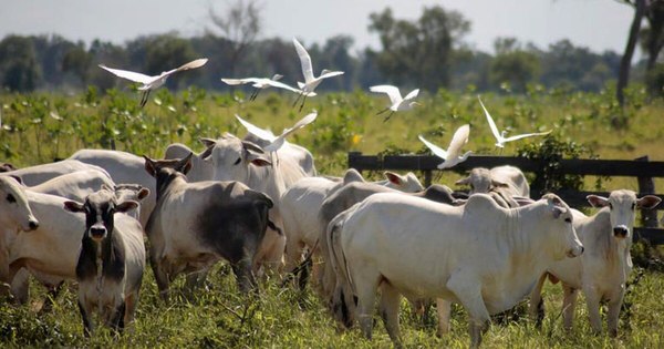 La Nación / Importancia de la biodiversidad para los humanos
