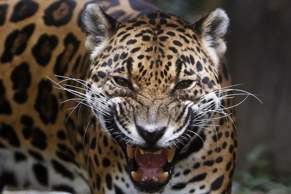 El jaguar busca recuperar su espacio natural en Colombia - Mundo - ABC Color