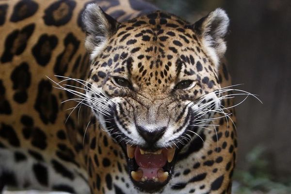 El jaguar busca recuperar su espacio natural en Colombia - Mundo - ABC Color
