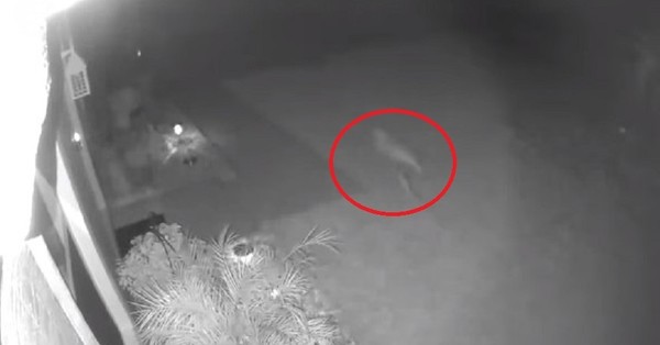 Mujer asegura que vio a un Velociraptor corriendo por su jardín - SNT