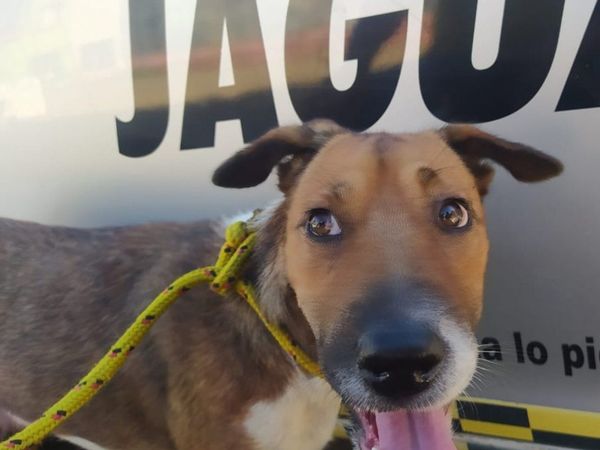 Maltrato animal: perro seguía a sus dueños que lo abandonaron