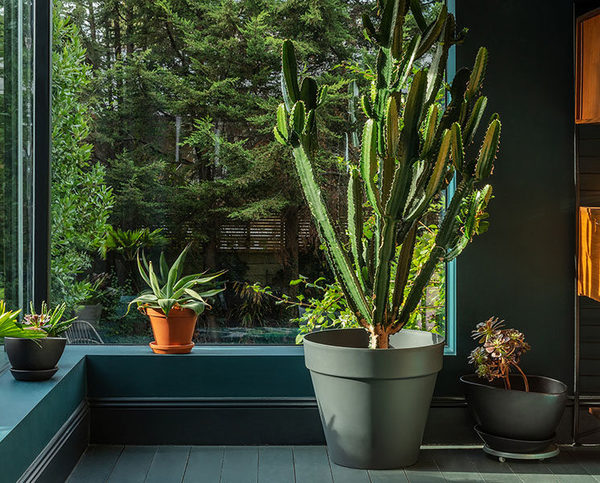 Las mejores plantas para tener en el interior de la casa