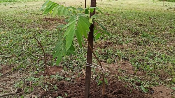 Diario HOY | Realizan una masiva plantación de árboles en Caraguatay