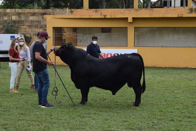 Brangus cumplió con la admisión y se prepara para las actividades en pista