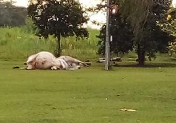 Hombres armados atacan estancia en Concepción - Noticiero Paraguay