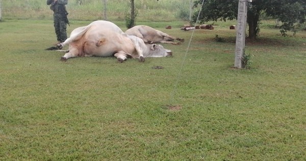 La Nación / Nuevo ataque a estancia en Paso Barreto