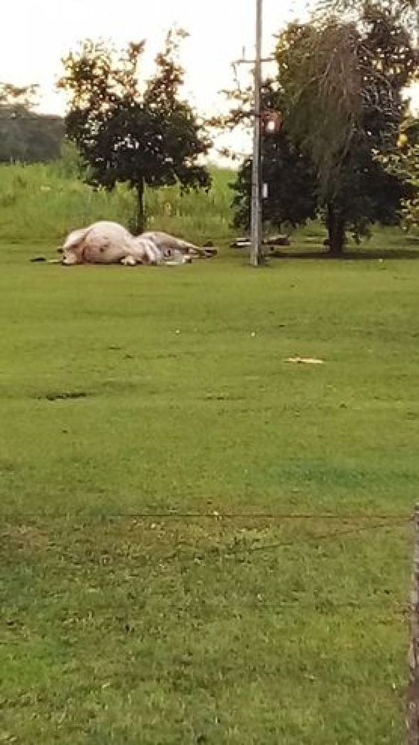 Confirman ataque a retiro de estancia en Paso Barreto