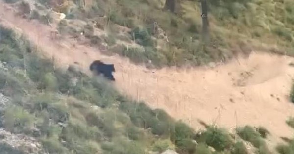 La veloz persecución de un oso a un ciclista en plena competición de montaña - C9N