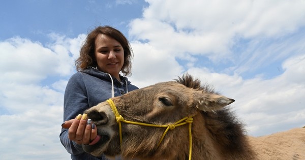 La Nación / El caballo Przewalski, símbolo de la nueva vida en Chernóbil