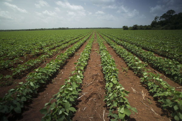 Varias ONG de México piden rectificar fallo a favor de Monsanto por glifosato - MarketData