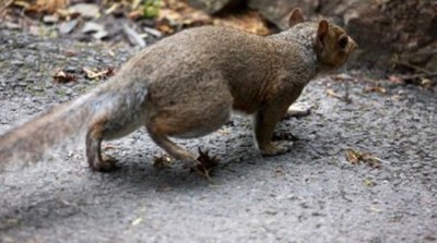 Descubren tres nuevas especies de ratas gigantes que habrían formado parte de la dieta humana | Ñanduti