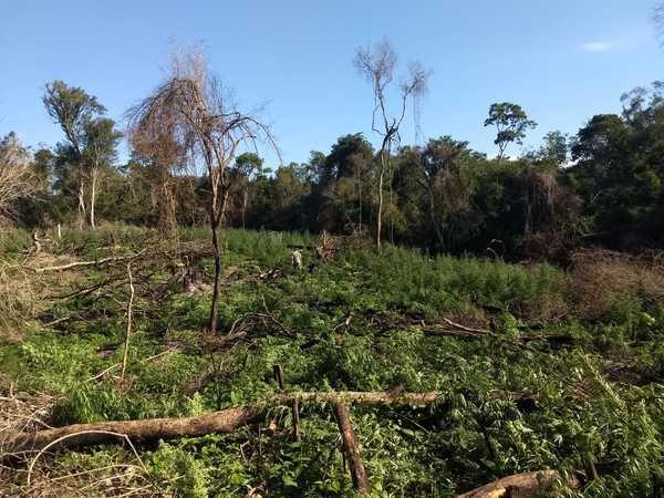 Destruyen 3 hectáreas de marihuana en Colonia Nicolás Bo - Noticiero Paraguay