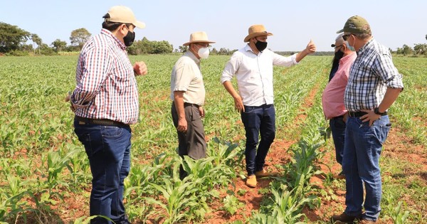 La Nación / Fincas de San Pedro muestran buenos resultados productivos