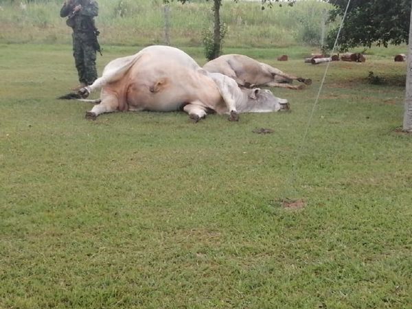 ACA vuelve a atacar estancia en Concepción