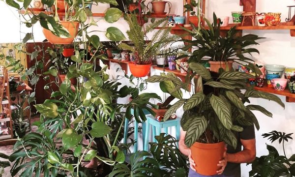 Jungla urbana: Armar una en casa