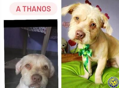 Dueños buscan a “Thanos” •