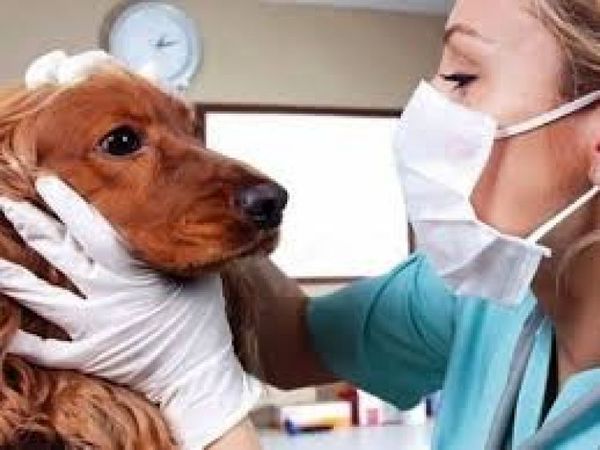 Día Mundial del Veterinario