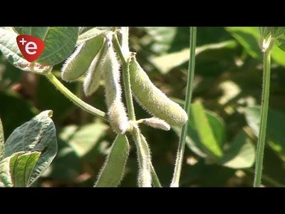REPUNTE DEL PRECIO DE LA SOJA EN LA BOLSA DE CHICAGO CREA MUCHO OPTIMISMO EN EL AGRO