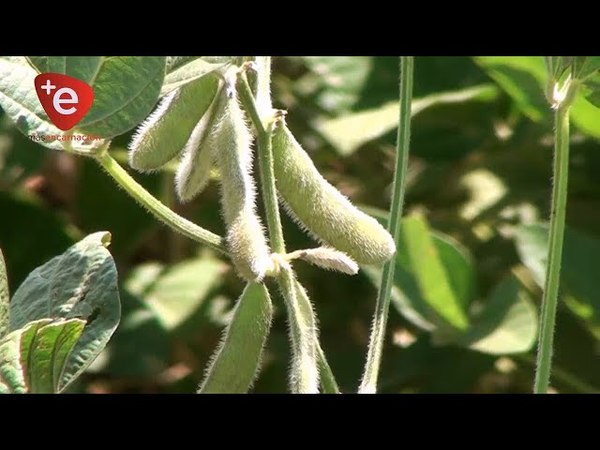 REPUNTE DEL PRECIO DE LA SOJA EN LA BOLSA DE CHICAGO CREA MUCHO OPTIMISMO EN EL AGRO
