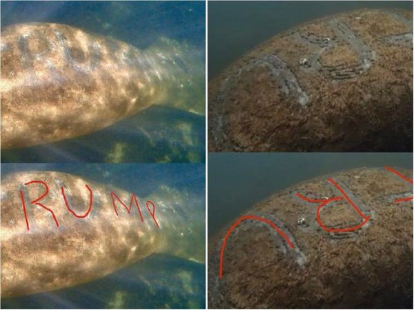Ofrecen USD 8.000 por dar con quien escribió Trump sobre manatí