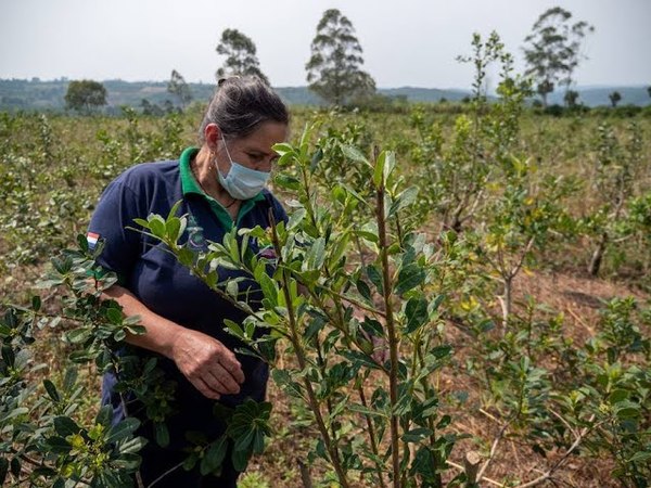 A finales de mayo, productores de Itapúa comenzarán la zafra de la Yerba Mate tras meses de sequía.