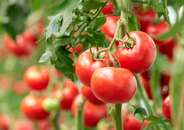 Horticultor pide precio justo para evitar que producción se pierda | OnLivePy