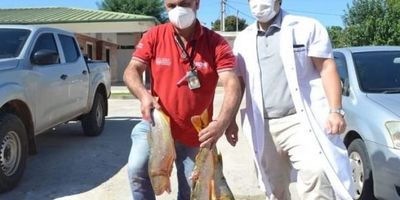 Gran cantidad de pescados decomisados, derivados a hospital Regional de Pilar