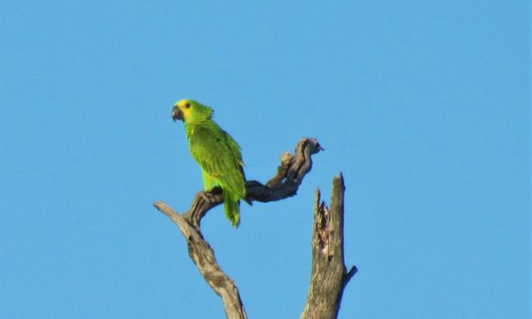 Aves vistosas y bullangueras: los loros y cotorras