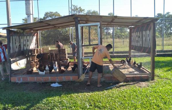 Capacitan a jóvenes infractores en tareas avícolas