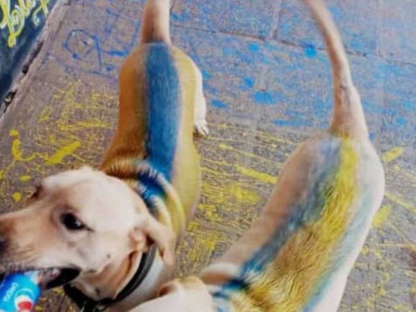 Locura por Luqueño. Pintaron a perritos de auriazul y hubo roncha