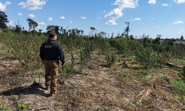 Destruyen toneladas de marihuana en la estancia Mainumby de Caaguazú