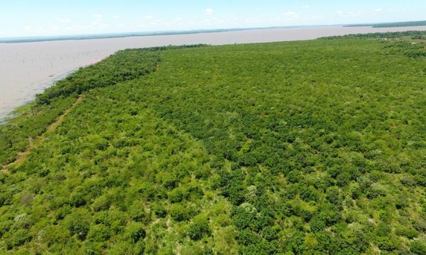 Empresas reafirman su compromiso con la carbono neutralidad