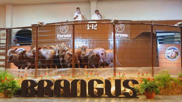 Ferusa logró sinergia perfecta entre vendedores y compradores de la Brangus con 100% de ventas