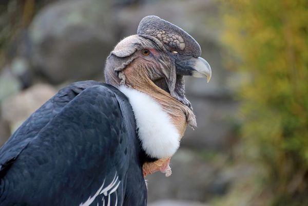 Científicos advierten de que el cóndor andino se dirige rápido a su extinción - Ciencia - ABC Color