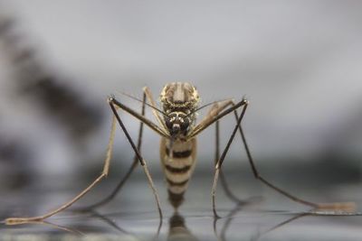 Comienza la primera prueba con mosquitos modificados genéticamente en EE.UU. - Ciencia - ABC Color