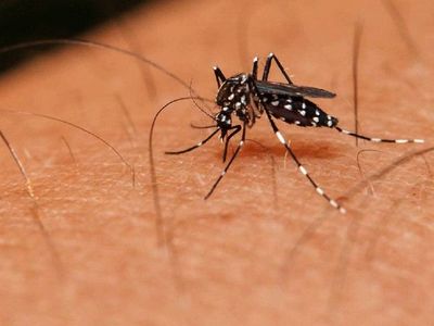 Comienza prueba con mosquitos modificados genéticamente