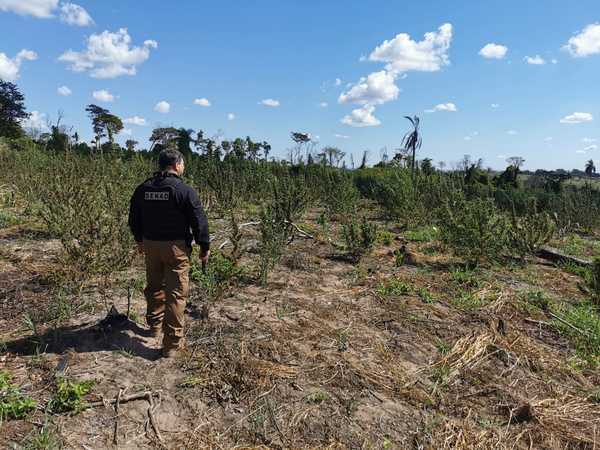 Destruyen toneladas de marihuana en la estancia Mainumby de Caaguazú