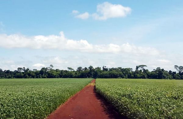 Informe del INBIO sobre superficies de siembra revela mayor avance del principal cultivo de renta