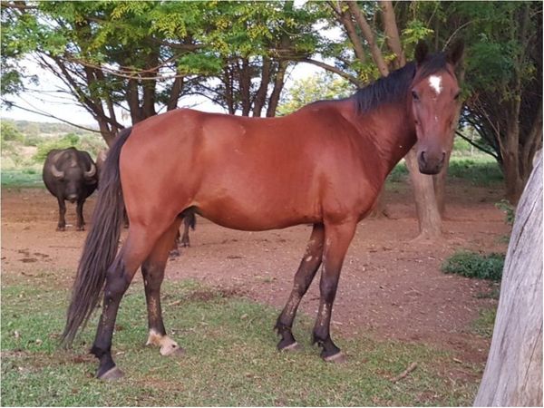 Roban un caballo y temen que haya sido vendido para fiambre