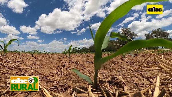ABC Rural: Siembra de maíz en el Chaco para nutrición animal - ABC Rural -  ABC Color