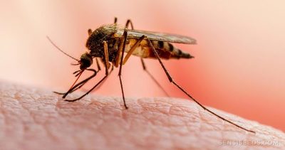 Malaria: Vacuna en fase de prueba demostró una eficacia del 77% | Ñanduti
