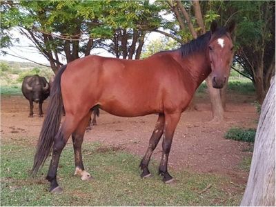 Roban un caballo y temen que haya sido vendido para fiambre