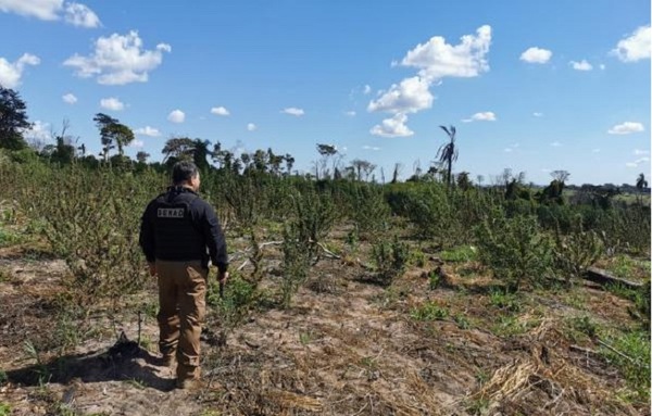 Senad destruye 9 toneladas de marihuana, cuyo valor estimado de mercado es de 270 mil dólares - ADN Digital